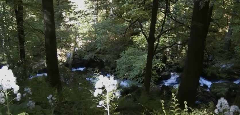 بسته بندی وحمل اثاثیه منزل اصفهان | 05 زیبایی در جنگل سیاه وورتمبرگ! ناظم بار nazembar